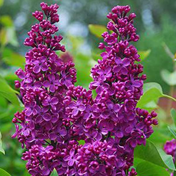Edelflieder 'Andenken An Ludwig Späth' - Syringa vulgaris 'Andenken An Ludwig Späth' 40-60 C - 40-60 cm Topf