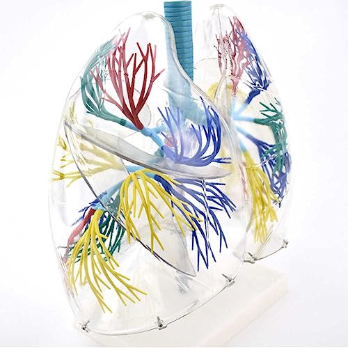 Modèle de poumon transparent pour étude anatomique de l'arbre bronchique - 5