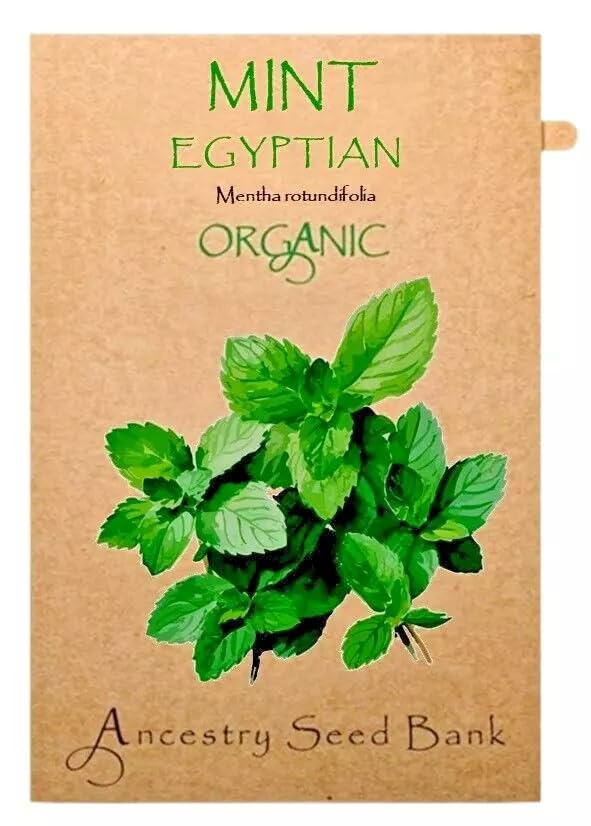 Organic Mint ❁ Egyptian - Round LEAVED ❁ x200 Seeds Heirloom Herbs - Non GMO