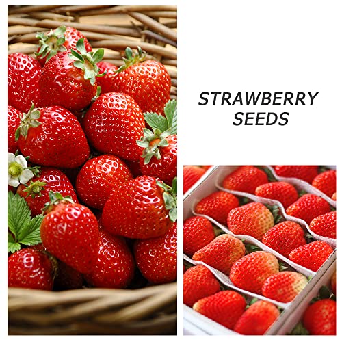 400+ Mix Strawberry Seeds For Planting Red Yellow Blue White Climbing Strawberry Heirloom Non-Gmo Everbearing Fruit Sweet And Delicious #TOP1