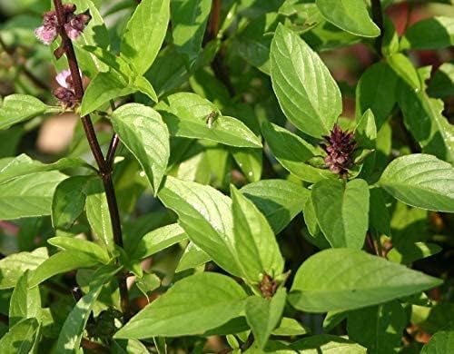 Marua Sweet marjoram Marwa Marjoram White Herbal Plant With Pot (B0CXF29K6T) Amazon Price History, Amazon Price Tracker