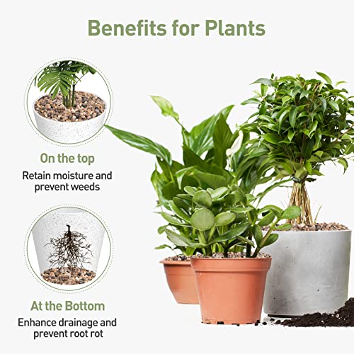 image for GASPRO Pea Gravel for Aquarium, Fish Tank, 5lbs, 1/5 Inch Natural Pebb