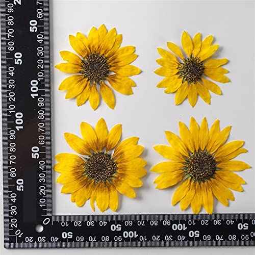 Flor seca natural para manualidades 2 piezas miniatura 5