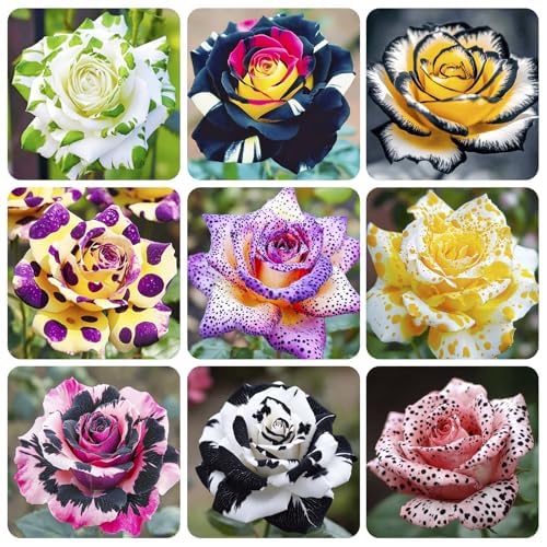 100 PCS Brilliant Rose Multicolor Flower