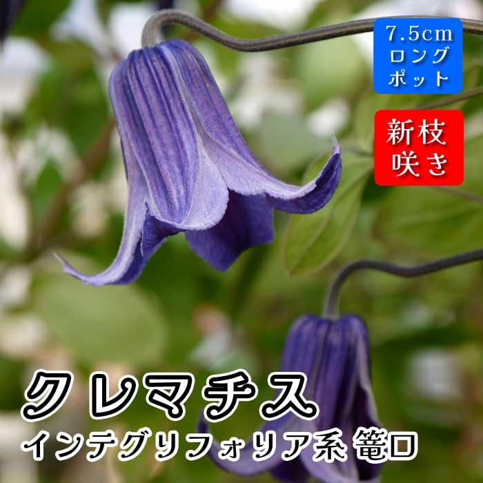 Amazon.co.jp: クレマチス 篭口 7.5cmロングポット 苗 濃青紫