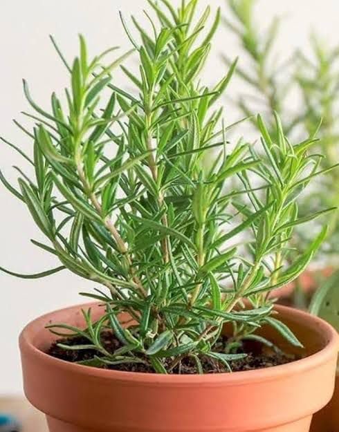 Image of Kalfo Rosemary Live Plant (Rosmarinus Officinalis, Gulmehandi, Rujamari) Exotic, Aromatic, Organic, Medicinal, Perennial Herb Outdoor Garden and Balcony Plant with 4 Inchi Black Pot