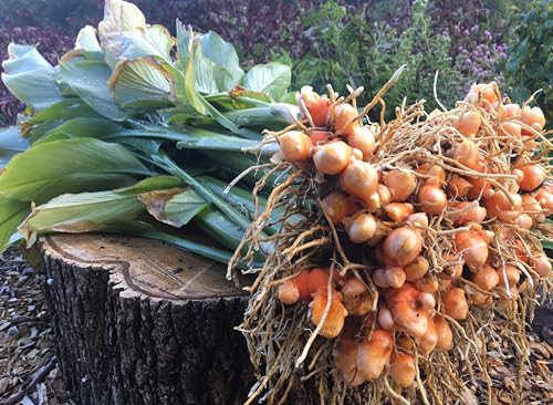 10 Turmeric Rhizomes - Tropical Plant - Great for Cooking and Health Benefits