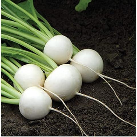 David's Garden Seeds Turnip Hakurei 200 Non-GMO, Hybrid Seeds Cover