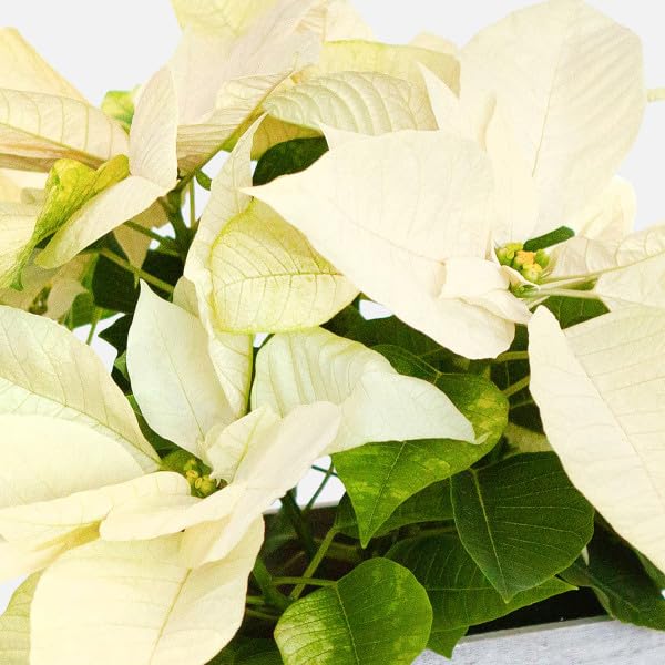 Flor de Navidad Blanca DECOALIVE Planta Natural para Decorar en Épocas Navideñas