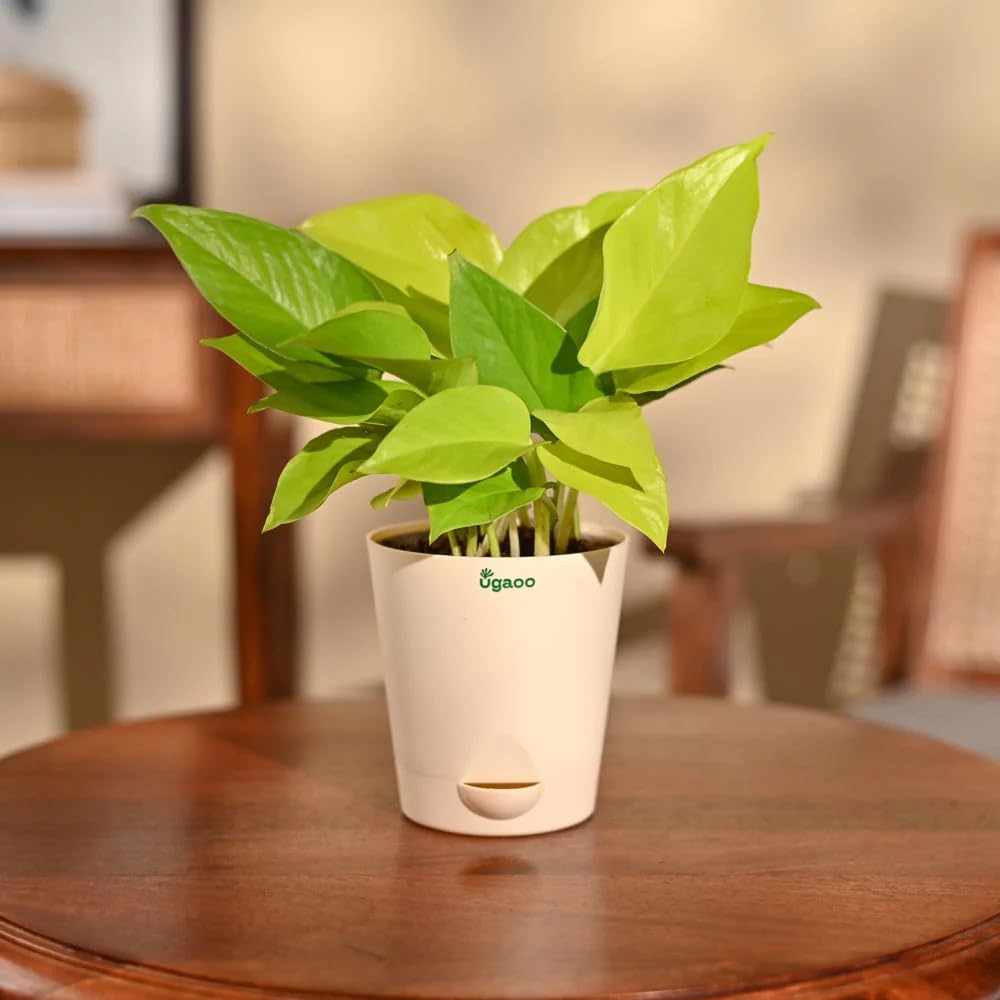 Ugaoo Golden Money Plant Indoor With Self Watering Pot-picture-24
