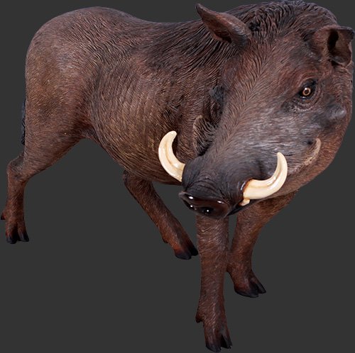 アフリカ便！高品質 イボイノシシ 成獣の頭骨（Lサイズ）