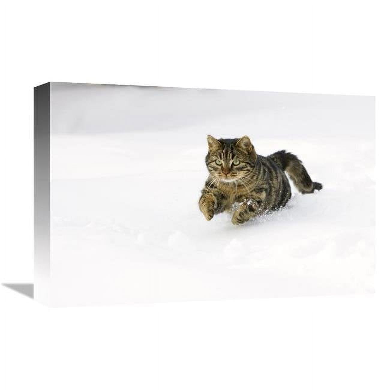 12 x 18 in. House Cat Male Running in Snow, Germany Art Print - Konrad Wothe