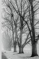 Winter Wonderland - Bare Trees Lining a Road: Wide Ruled Notebook 1731156316 Book Cover