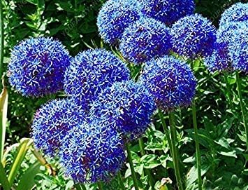 Amazon Co Jp 種子パッケージ ダークカーキ 30个 袋玉ねぎ Giganteum シードレア花盆栽美しい花鉢植えの家庭菜園 ダークカーキ Diy 工具 ガーデン