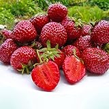 erdbeerpflanzen kaufen ✅ GROSSE, SCHMACKHAFTE BEEREN: Die Beeren dieser Sorte sind groß, fest und sehr schmackhaft und eignen sich ideal als Snack oder zur Verarbeitung zu Marmeladen und Desserts.