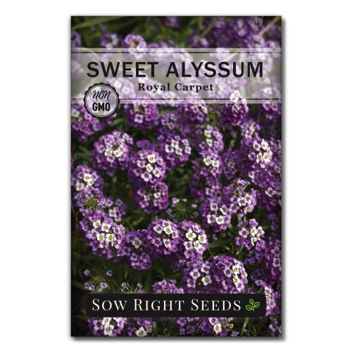 Sow Right Seeds - Royal Carpet Sweet Alyssum Flower Seeds for Planting- Non-GMO Heirloom Packet with...