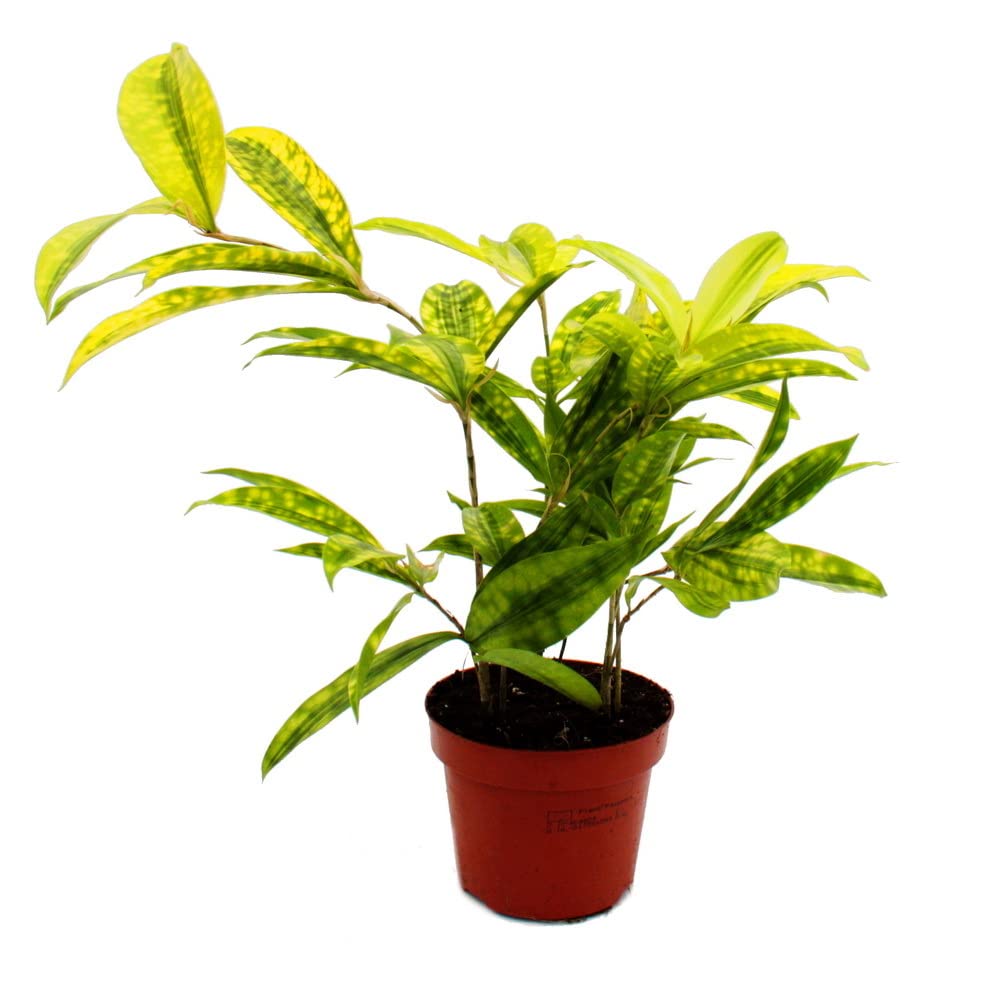 epipremnum aureum efeutute Epipremnum aureum (Efeutute / Goldene Efeutute) – Pflegeleichte Rank- &  Hängepflanze – Zimmerpflanze im Topf Ø 12 cm – Gesamthöhe ca. 20 cm