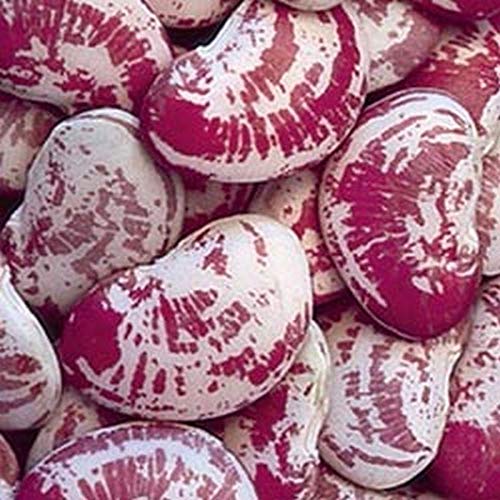 Giant Calico Lima Bean Seeds!- A HEAVY Bearing, Long Season Climbing Bean!!