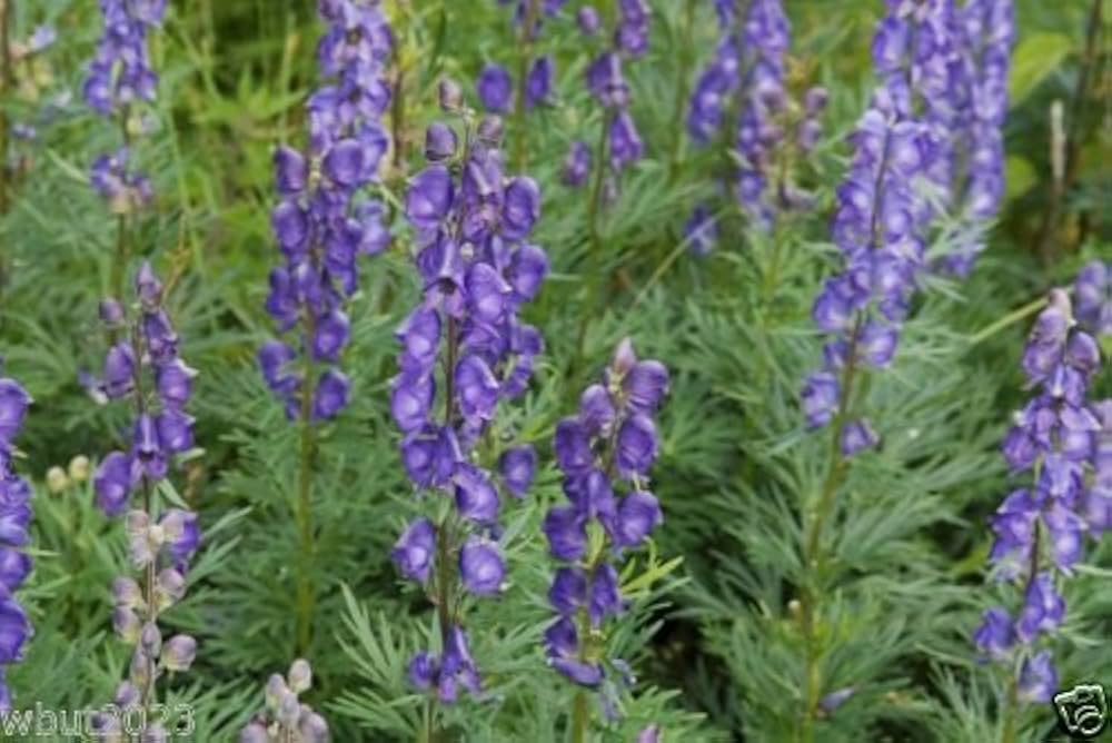 Semillas acónito planta más venenosa (Aconitum napellus) del mundo, Mortal belleza!: Amazon.es: Jardín
