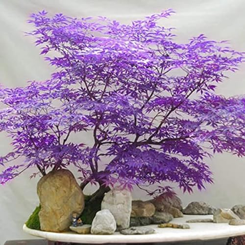 30+Ghost Purple MapleTree to Plant Outdoor-Rare Acer Palmatum Tree Hardy Non-GMO Heirloom Plant Decor Garden Home