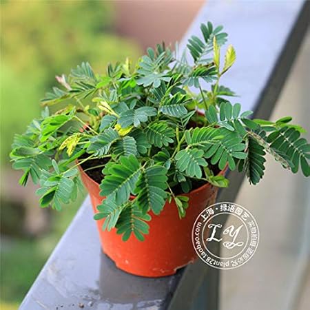 Amazon 個の珍しい花ミモザの木の種 鉢植え バルコニー アンプ 庭の花植物ガーデンホーム植物c026 花 Amazon 個の珍しい花ミモザの木の種 鉢植え バルコニー アンプ 庭の花植物ガーデンホーム植物c026 花