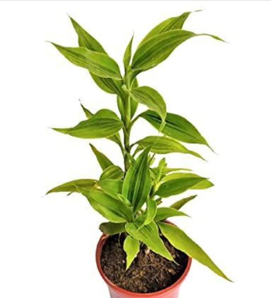 See full amazon price history chart for MVKR Live Lucky Bamboo Ornamental Plant I (Pack of 1 Plant) MVKR Live Lucky Bamboo Ornamental Plant I (Pack of 1 Plant) (B0C34877P1) Amazon Price History, Amazon Price Tracker