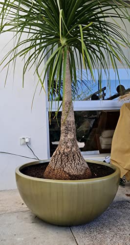 Consejos y comparativas para Comprar Pata de elefante planta para comprar hoy. 2 Consejos y comparativas para Comprar Pata de elefante planta para comprar hoy. 2