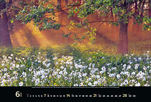 Magische Wälder 2020