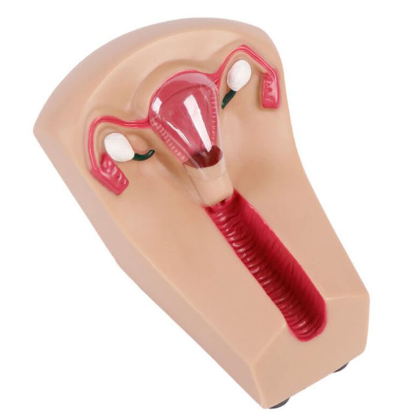 Modello didattico dell'organo riproduttivo uterino Modello di contraccezione intrauterina Femminile e Dispositivo di Formazione Simulatore per Strumento didattico di Studio