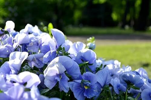 Miniatura 4 de Sweet Pea Blue Lathyrus - Semillas odoratus para plantar alrededor de 10 semillas o 0035 oz