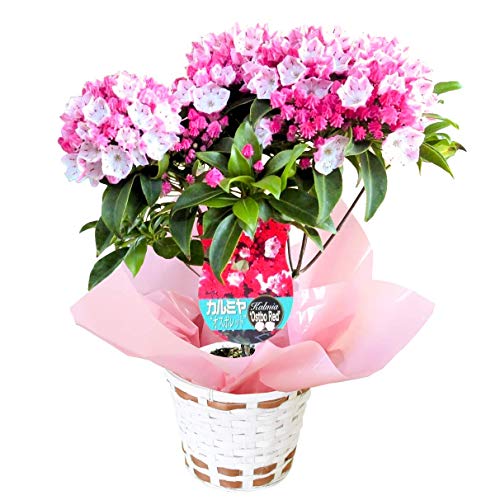 花 60代女性向け 予算5 000円以内のおすすめプレゼント一覧 Ocruyo オクルヨ