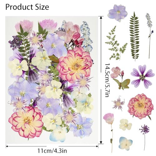 50Pcs Dried Pressed Flowers Resin Mould Real Pressed Flowers Natural Dry Leaves Bulk Mixed Colorful Daisy Herbs Kit with Tweezers for Scrapbooking DIY Candle Jewelry Crafts Making Nails(Purple)