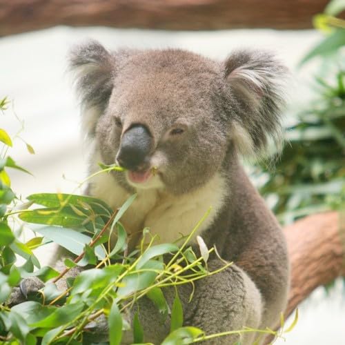 鳴門タクシー貸切観光ツアー[淡路島七福神コース]