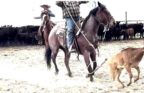 010 Heeling at the Branding: What to Do After You Miss (And Keep Missing)