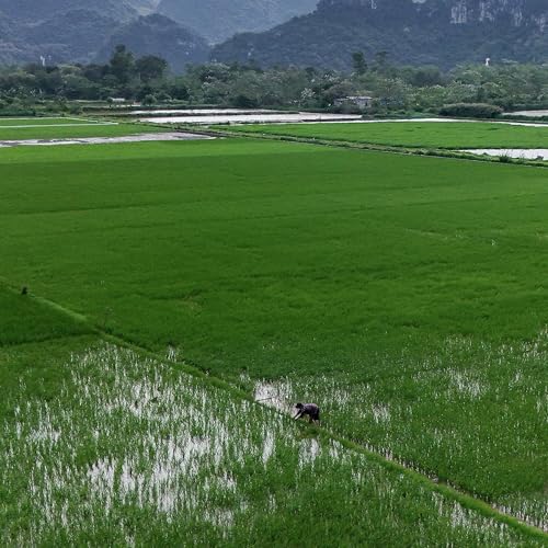 How Hormuz Closure Could Squeeze Asia&rsquo;s Staple Crop