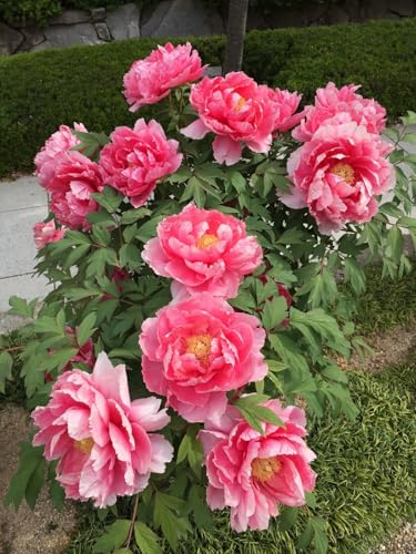 Radha Krishna Agriculture® Imported Double Holland Peony Flower Bulbs for Home and Gardening, Pack of 1 Bulbs (RED SHADED)