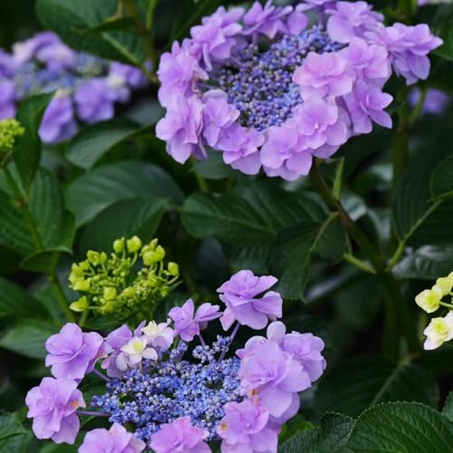 semillas de hortensia, semillas de silvestres jardín para exteriores exterior decoración variedades antiguas para 100pcs