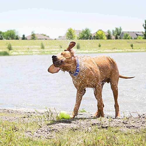 dogIDs Personalized Waterproof ScruffTag Dog Collar, Made in USA - Soft Grip, Adjustable, Odor Resistant, Custom Laser Engraved Name Plate - Hunter Green, 5/8 in x 12 in (Fits Neck Sizes 11-13 in) - Image 4