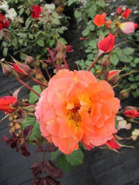 Rosa Westerland® - Strauchrose Westerland® - kupferorange - Duft+++ - Kordes-Rose