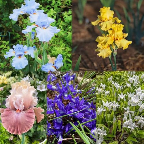 6 piezas bulbos de iris - bulbos de del iris, balcón silvestres resistentes para jardín, decoración bonsai exóticas