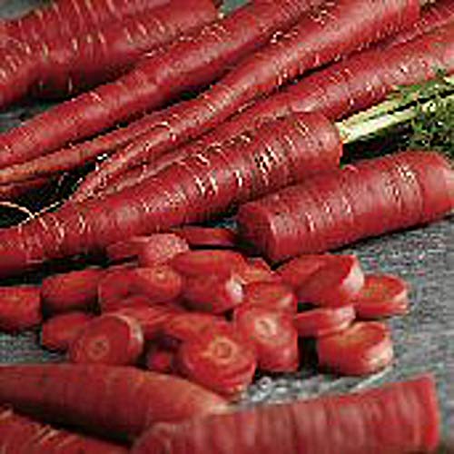 Samurai Carrots Seeds (((50 Seed Packet))) (More Heirloom, Organic, Non GMO, Vegetable, Fruit, Herb, Flower Garden Seeds at Seed King Express)