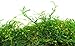 SuperMoss (25322) Forest Moss Preserved, Fresh Green, 8oz