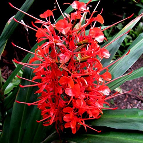 LIVE GREEN Hedychium Ginger Lily Pack Of 5 Red Colour New Quality Flower Bulbs, (LIVE-BULB01) (B09RKCQ8XF) Amazon Price History, Amazon Price Tracker