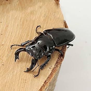 Amazon | 出荷/販売元：むしや本舗 【タランドゥス オオツヤクワガタ