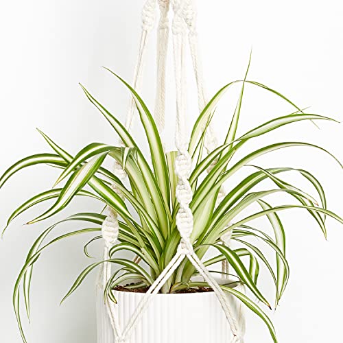 Greendigs Spider Plant in White Ceramic Fluted 5 Inch Hanging Pot - Pre-Potted, Includes Macrame Hanger