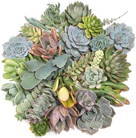 Live Succulent Cuttings 10-100 Assorted Varieties Beginners Succulents, Mini Gardens, and as Starter Plants (20)