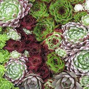 vegherb 2000 graines fraîches - Sempervivum Hybridum Couvre-Sol Graines