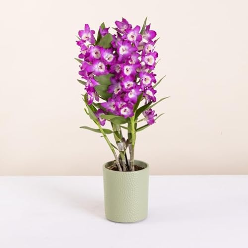 Fleurs et Délices - Orchidée Dendrobium - Plante d'intérieur - Avec cache-pot - Décoration d'intérieur - Cadeau Fleuri - Fabrication Française Artisanale de Qualité - Cadeau à Offrir