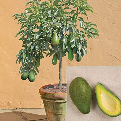 Kraft Seeds Live Plant Butter Fruit (Avacado) Kulu Naspati Popular Fruits Across the World