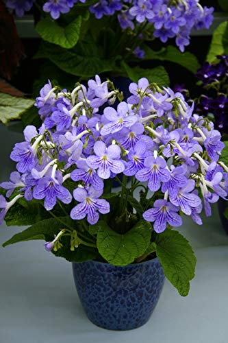 Collection of Four Streptocarpus Flowering houseplant Jumbo Plug Plants.